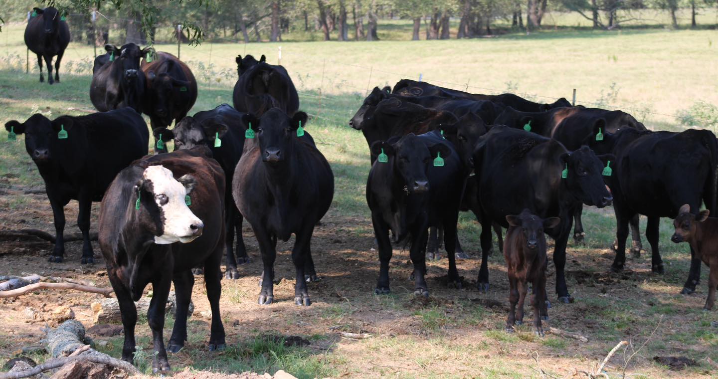 ????ANGUS BRED HEIFERS ????   BRED COWS